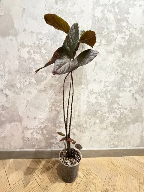 Циртосперма Джонстона/Алоказия Блэк Джек - Горные лыжи в Москва