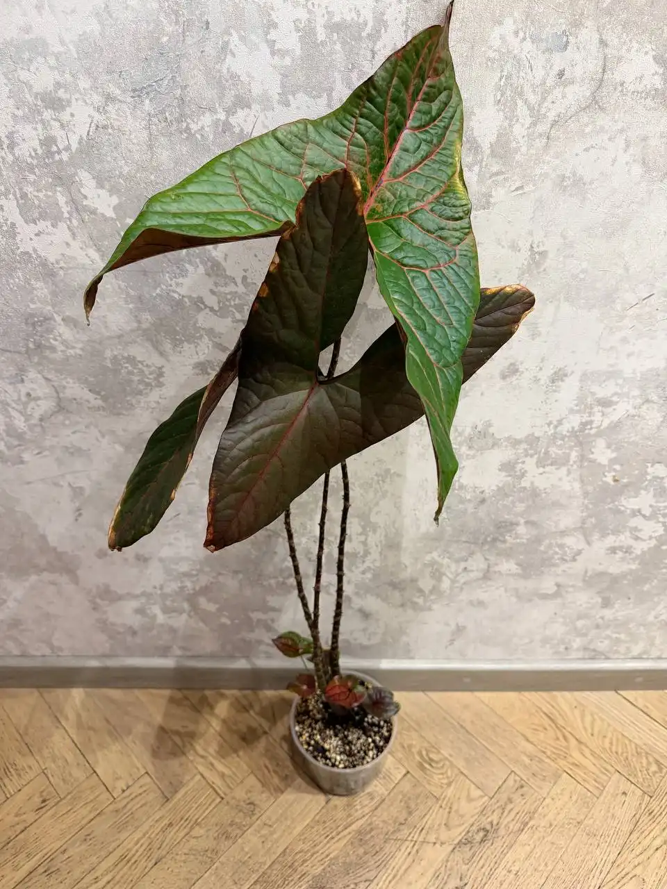 Циртосперма Джонстона/Алоказия Блэк Джек - Растения (Хобби и отдых) в Москва