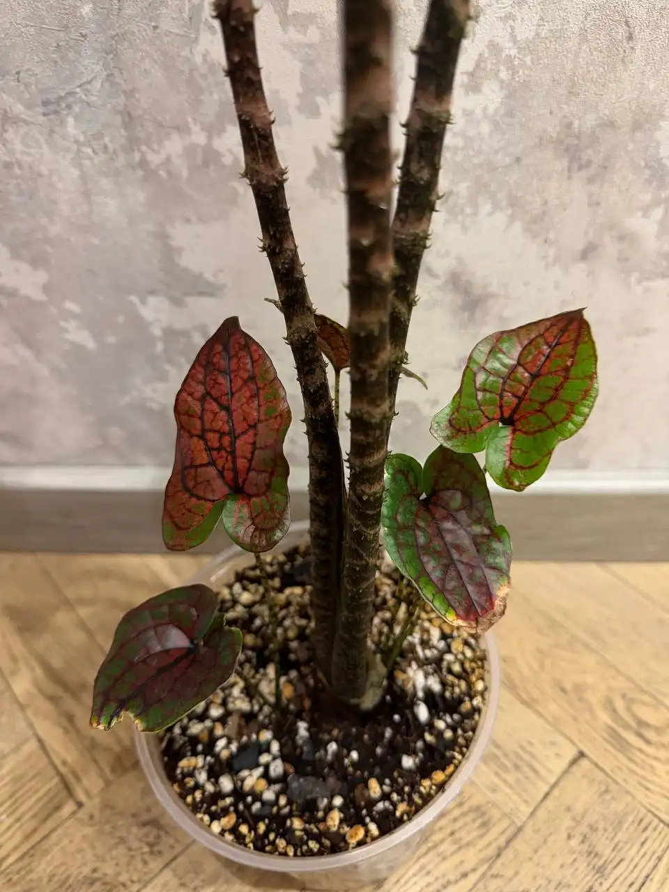 Циртосперма Джонстона/Алоказия Блэк Джек - Растения (Хобби и отдых) в Москва