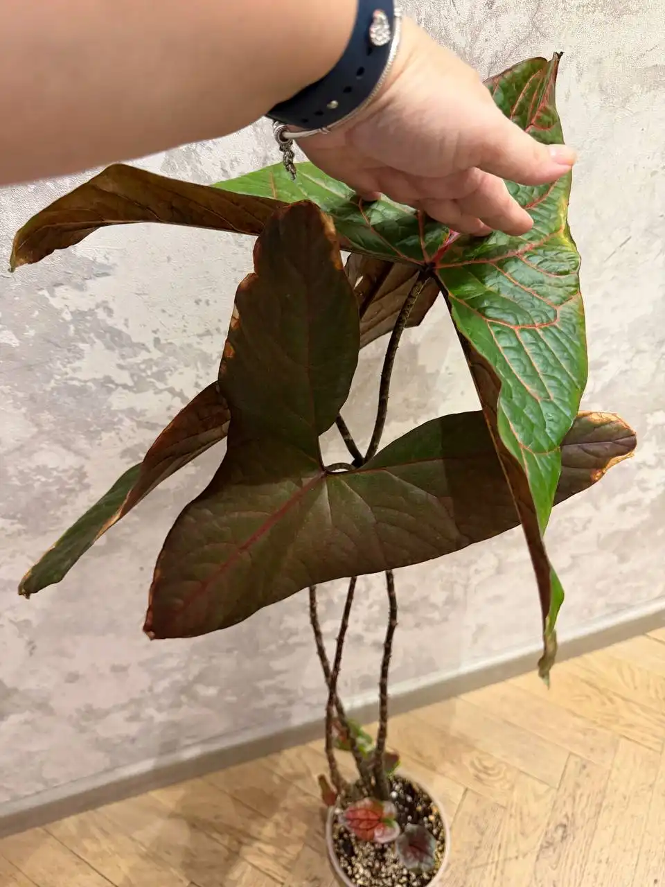 Циртосперма Джонстона/Алоказия Блэк Джек - Растения (Хобби и отдых) в Москва