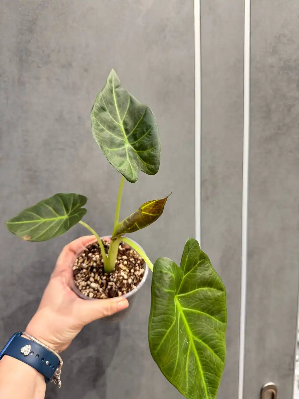 Продажа Алоказии Регал шилдс - Комнатные растения (Хобби и отдых) в Москва