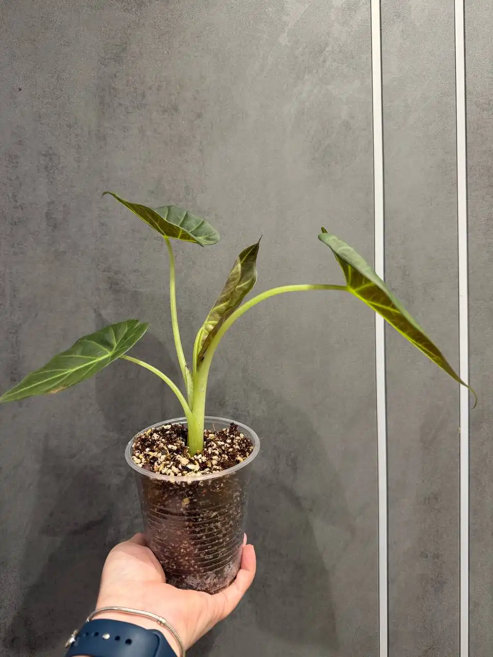 Продажа Алоказии Регал шилдс - Комнатные растения (Хобби и отдых) в Москва