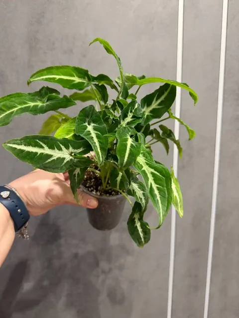 Продам Сингониум Вендланда - Горные лыжи в Москва