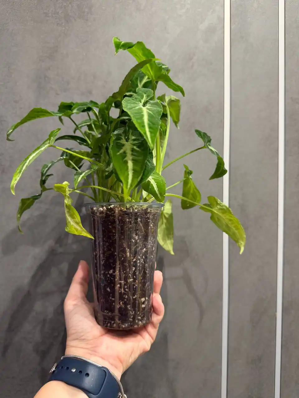 Продам Сингониум Вендланда - Растения (Хобби и отдых) в Москва