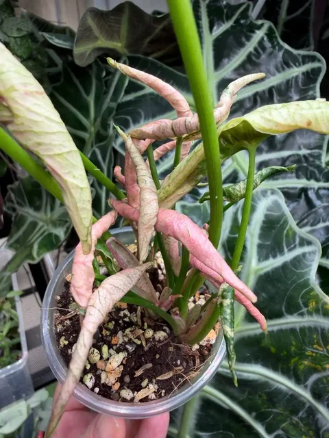 Продам Сингониум Пинк Ролли - частное объявление в Москва