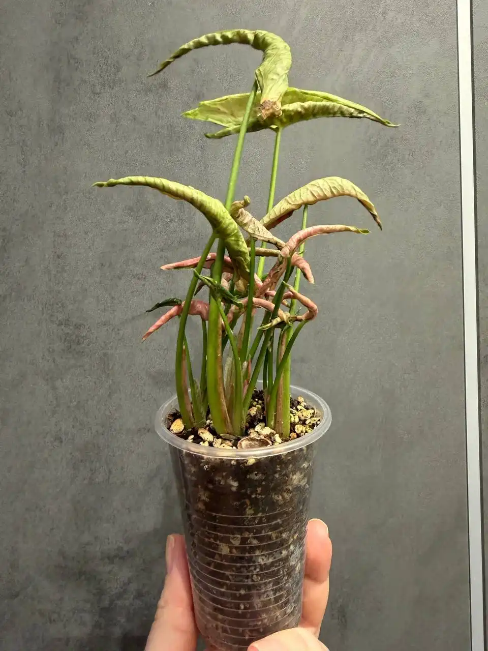 Продам Сингониум Пинк Ролли - Растения (Хобби и отдых) в Москва