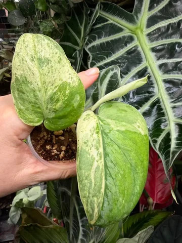 Продажа растения Сциндапсус Silver splash var - частное объявление в Москва