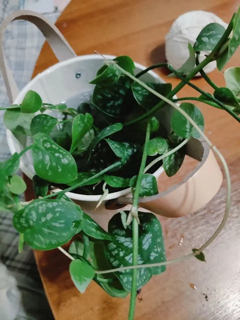 Монстера дубиа с отростками - частное объявление в Москва