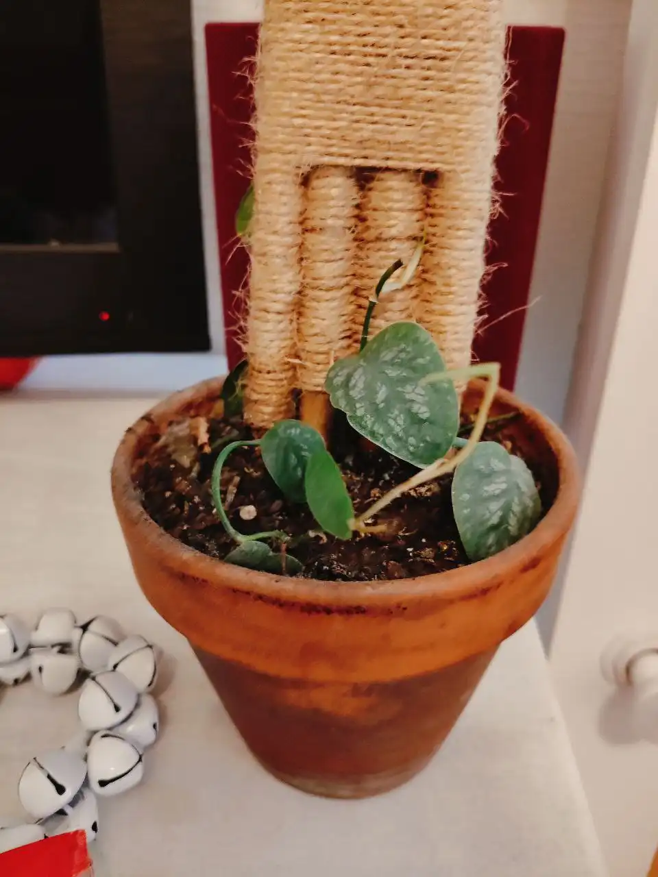 Монстера дубиа с отростками - Растения (Хобби и отдых) в Москва