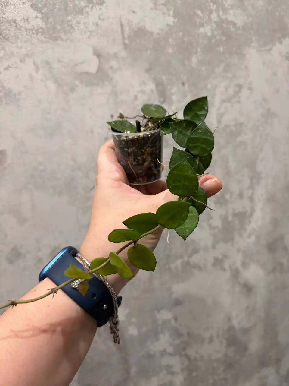 Hoya lacunosa RHM-023-01 My little runaway - Растения (Хобби и отдых) в Москва