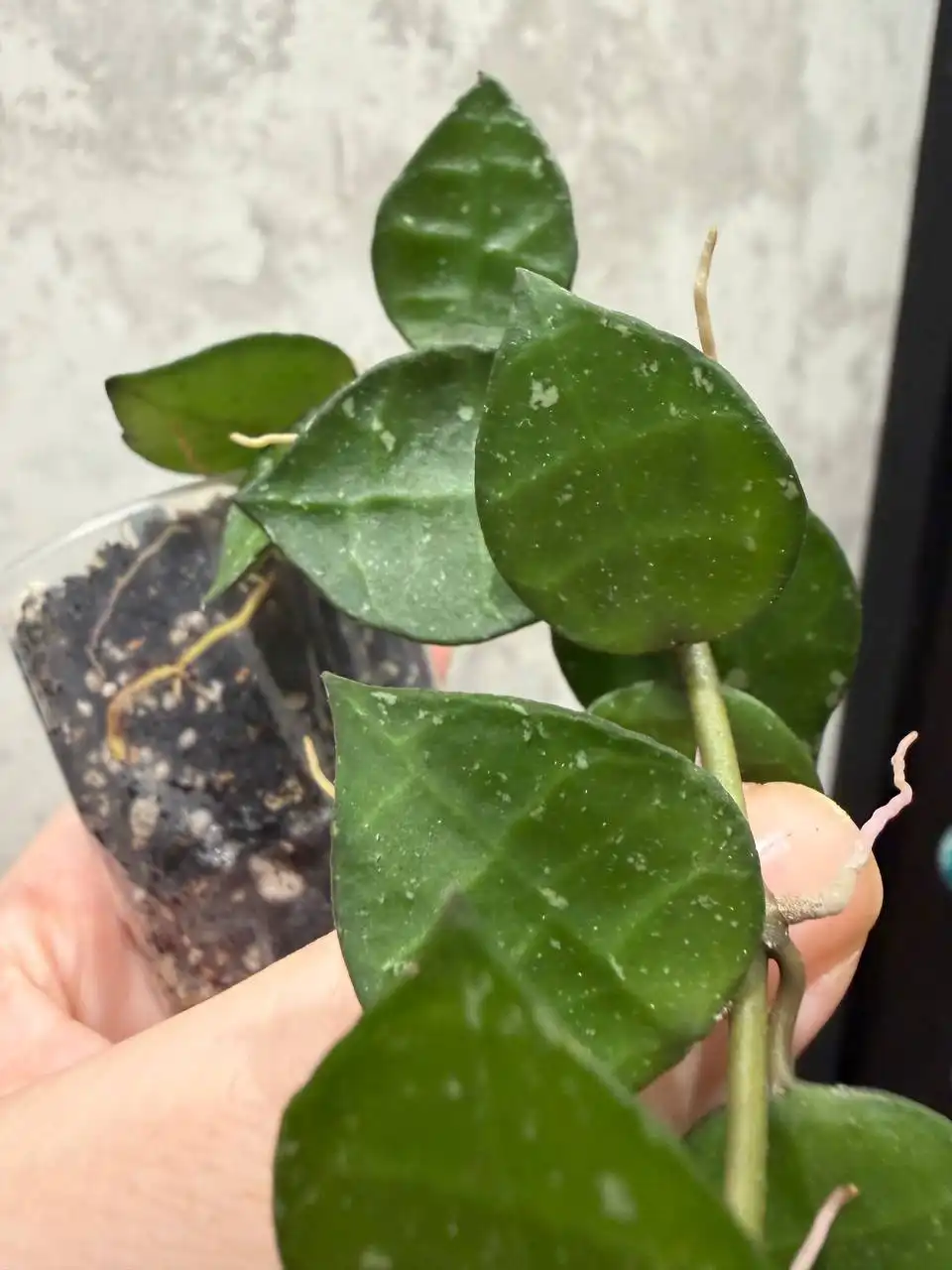 Hoya lacunosa RHM-023-01 My little runaway - Растения (Хобби и отдых) в Москва