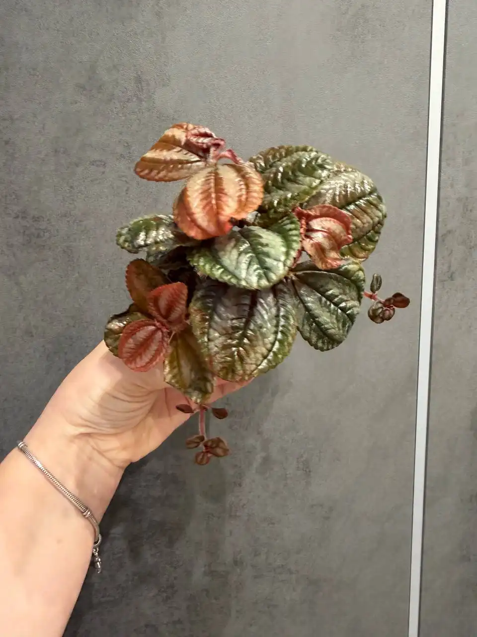 Пилея гибридная для продажи - Растения (Хобби и отдых) в Москва