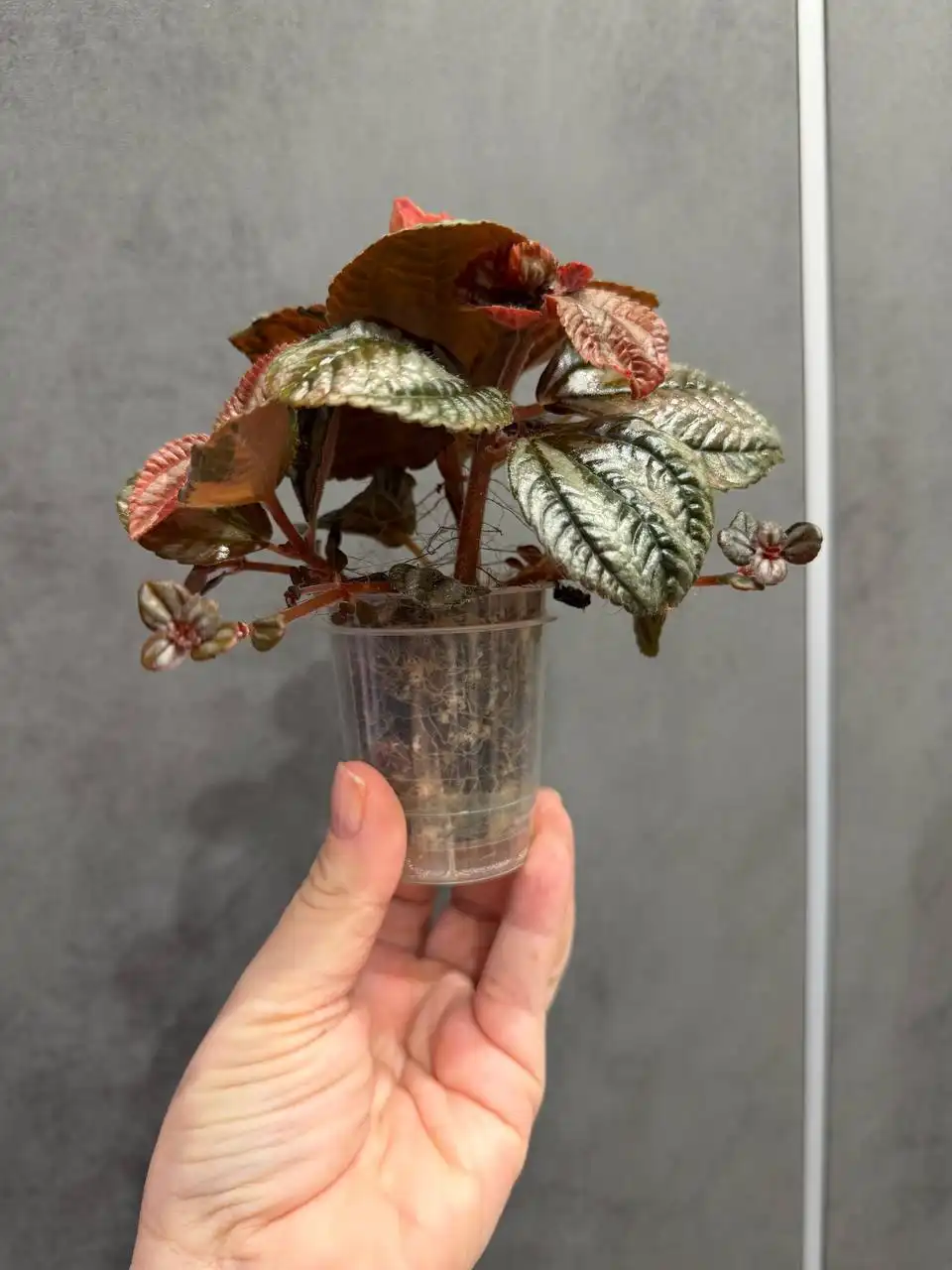 Пилея гибридная для продажи - Растения (Хобби и отдых) в Москва