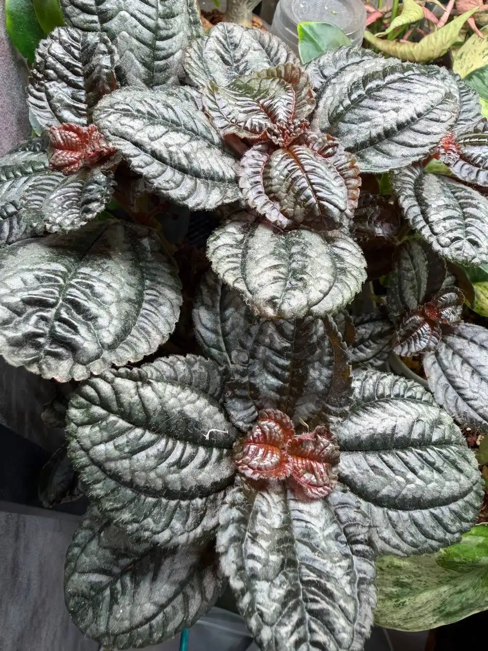 Пилея гибридная для продажи - Растения (Хобби и отдых) в Москва