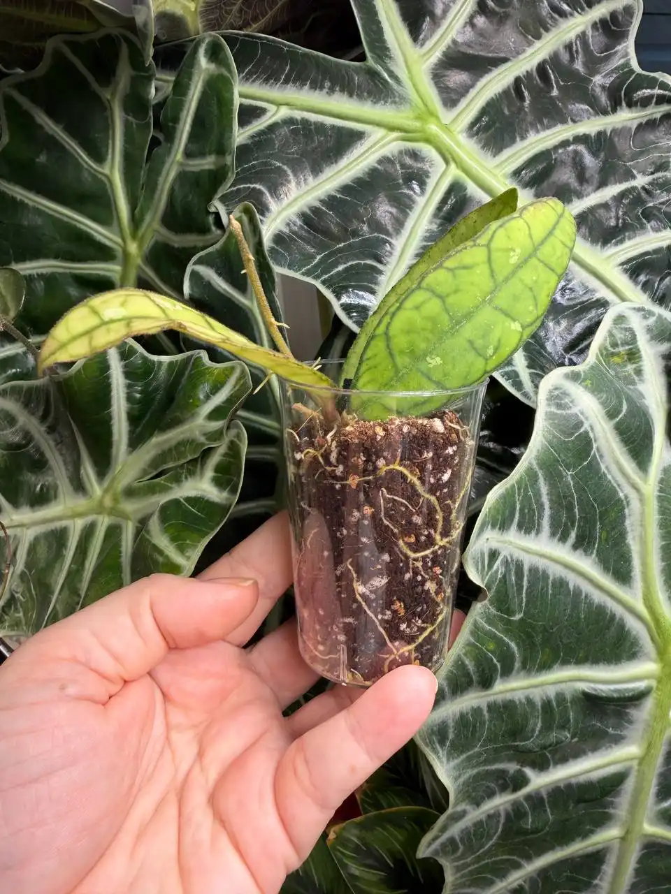 Продажа Хойя Финлайсони АН-30 - Растения (Хобби и отдых) в Москва