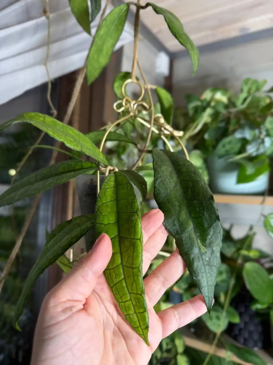 Продажа Хойя Финлайсони АН-30 - Растения (Хобби и отдых) в Москва