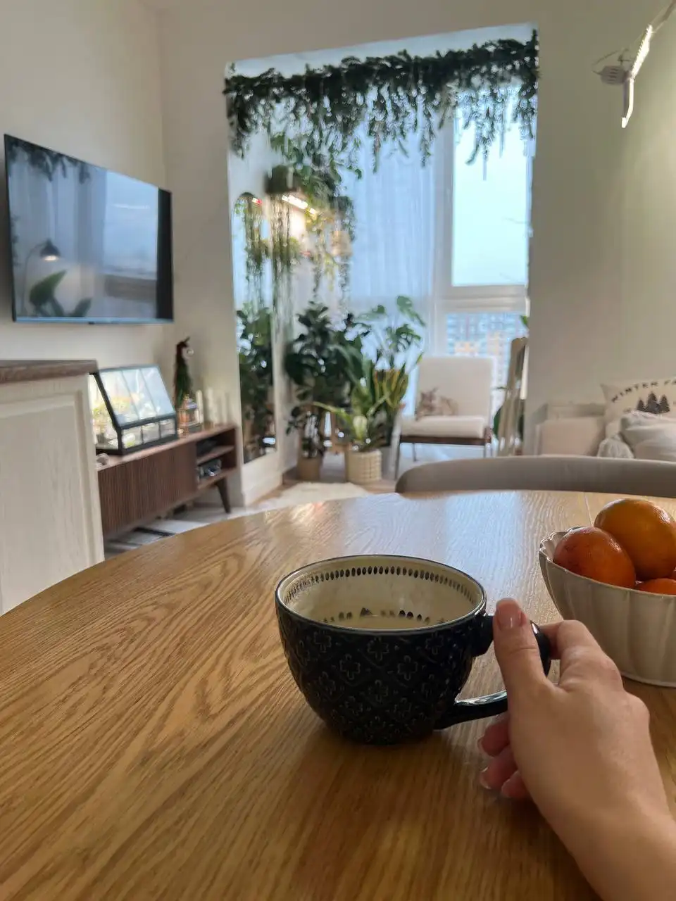 Обмен растений в Москве - Растения (Хобби и отдых) в Москва