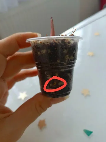 Продажа аквариумных растений - частное объявление в Москва