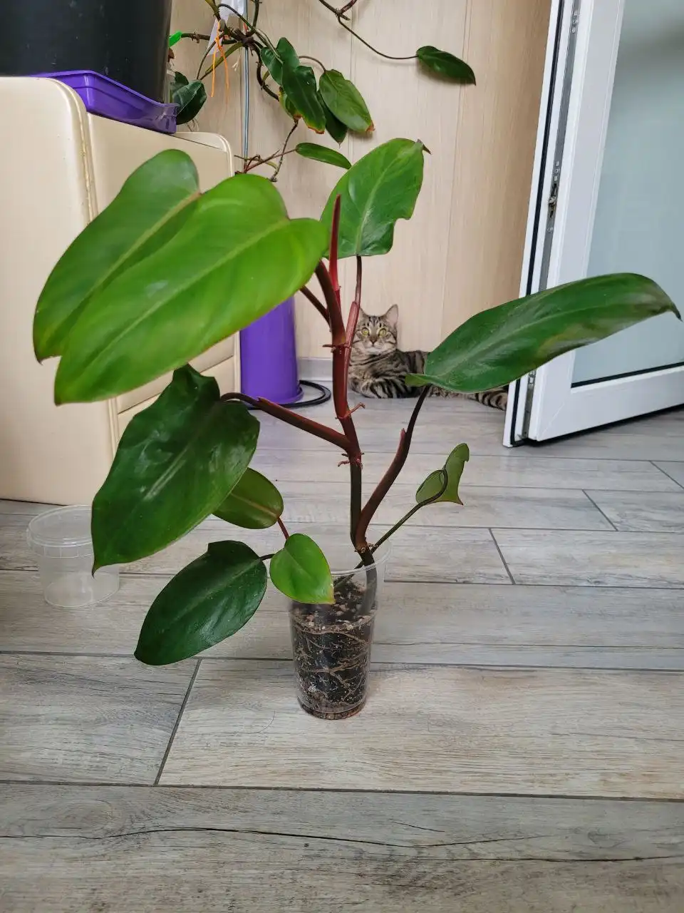 Филодендрон краснеющий - Растения (Хобби и отдых) в Москва