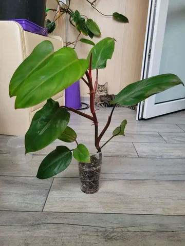 Филодендрон краснеющий - Обмен растениями в Москва