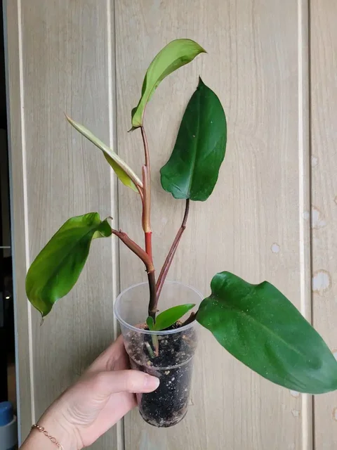 Обмен растений в Москве - Обмен растениями в Москва