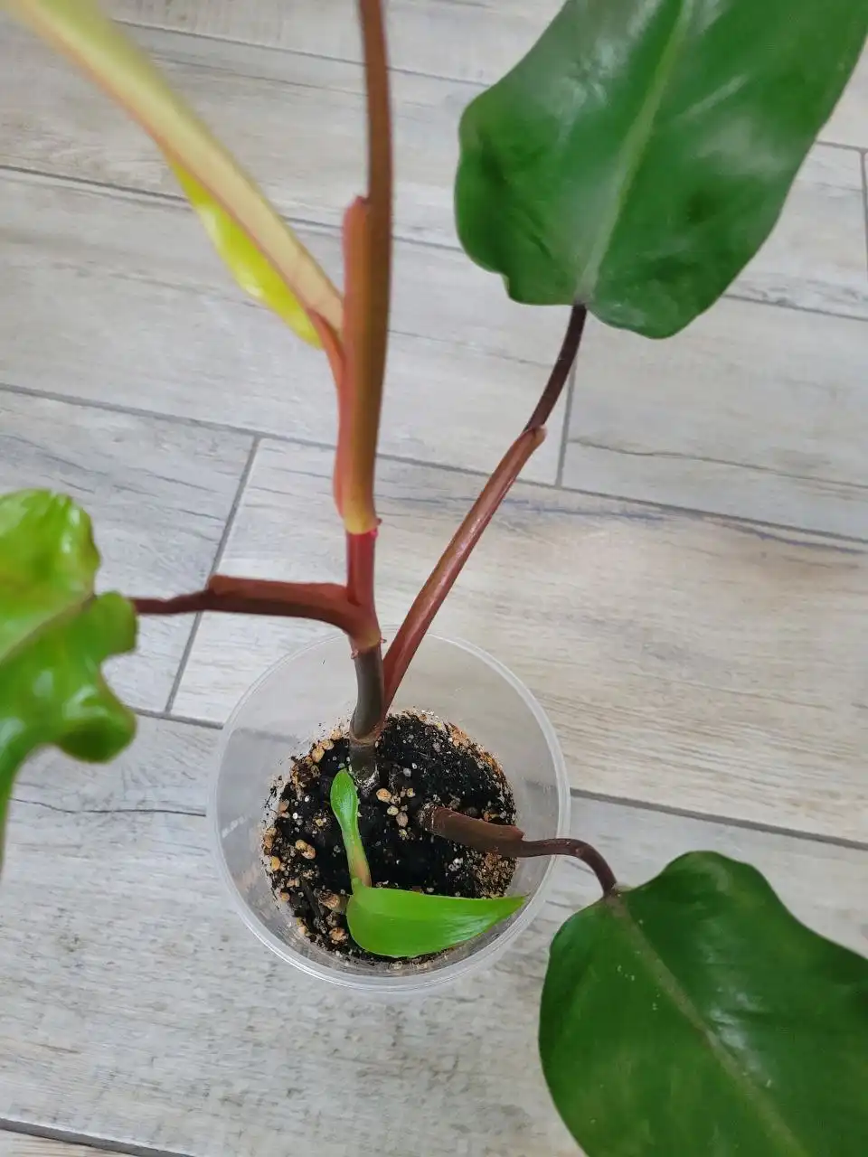 Обмен растений в Москве - Растения (Хобби и отдых) в Москва