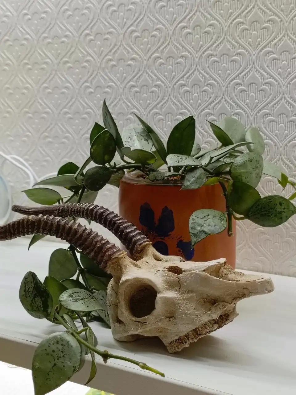 Череп антилопы для флорариума - Флорариумы/Растения (Хобби и отдых) в Москва