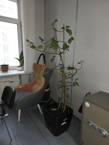 Фикус на работе нуждается в спасении - частное объявление в Москва