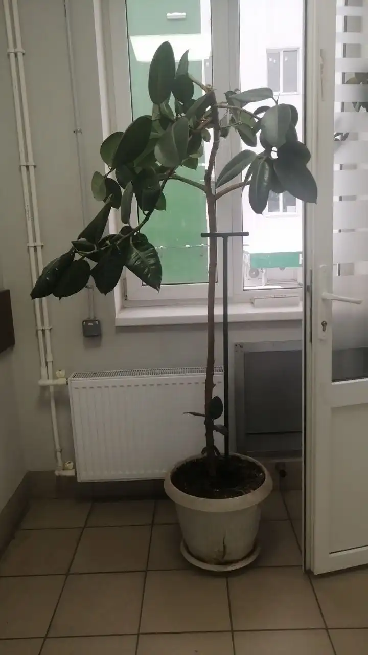 Обмен растений - Растения (Хобби и отдых) в Москва