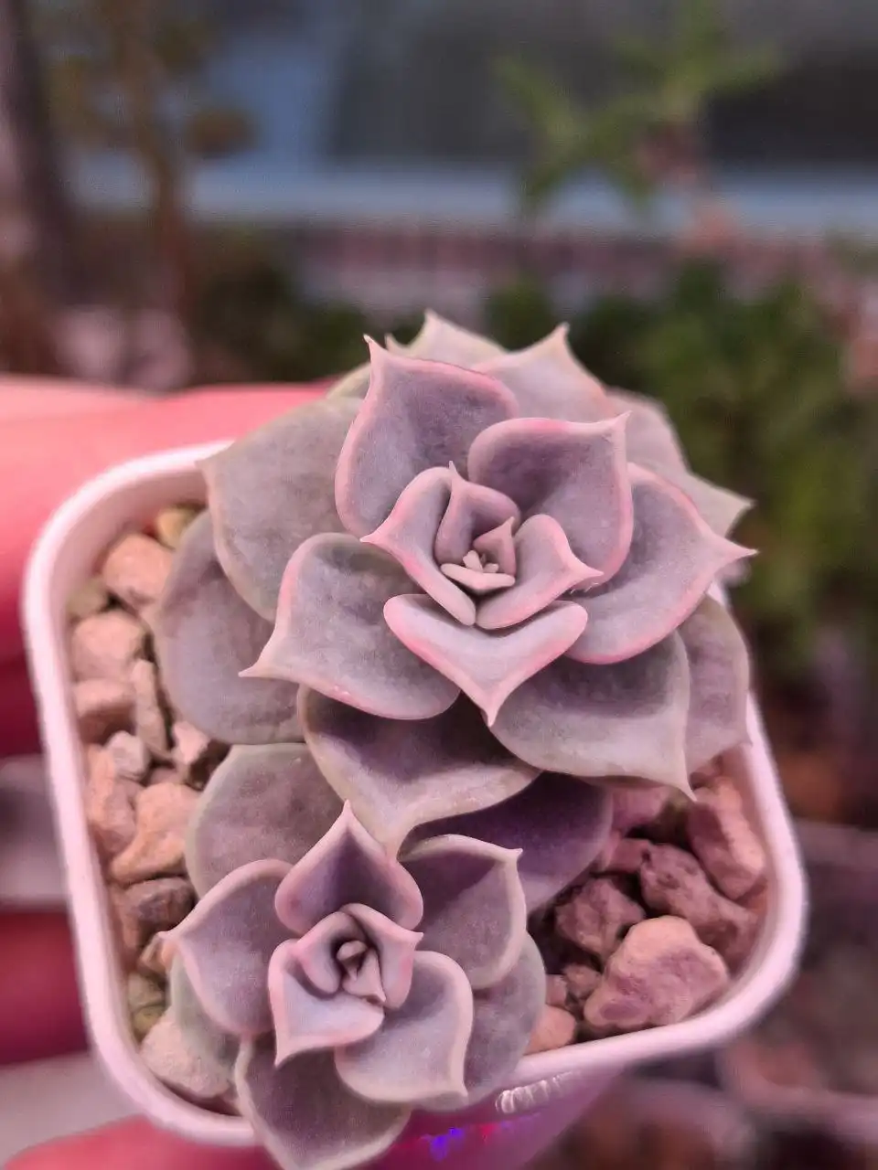 Продажа суккулентов и кактусов - Растения (Хобби и отдых) в Москва