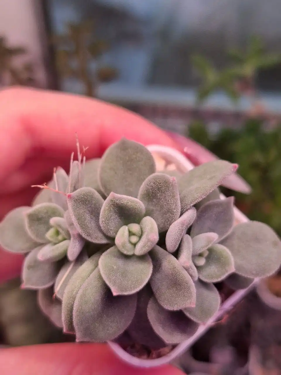 Продажа суккулентов и кактусов - Растения (Хобби и отдых) в Москва