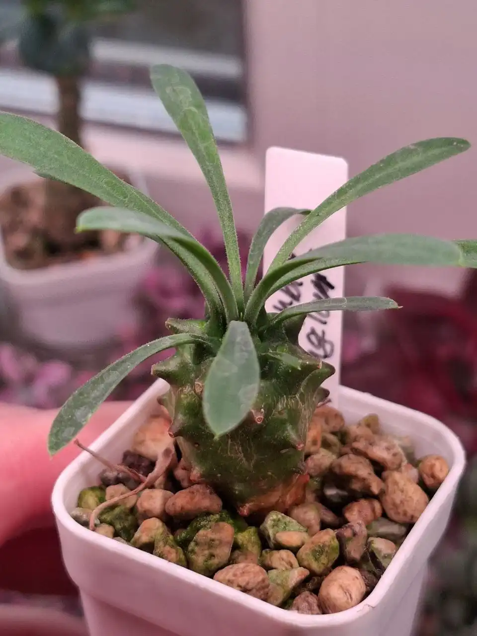 Продажа суккулентов и кактусов - Растения (Хобби и отдых) в Москва