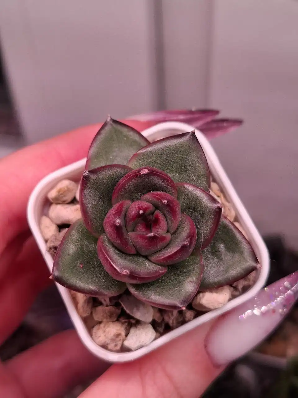 Продажа суккулентов и кактусов - Растения (Хобби и отдых) в Москва