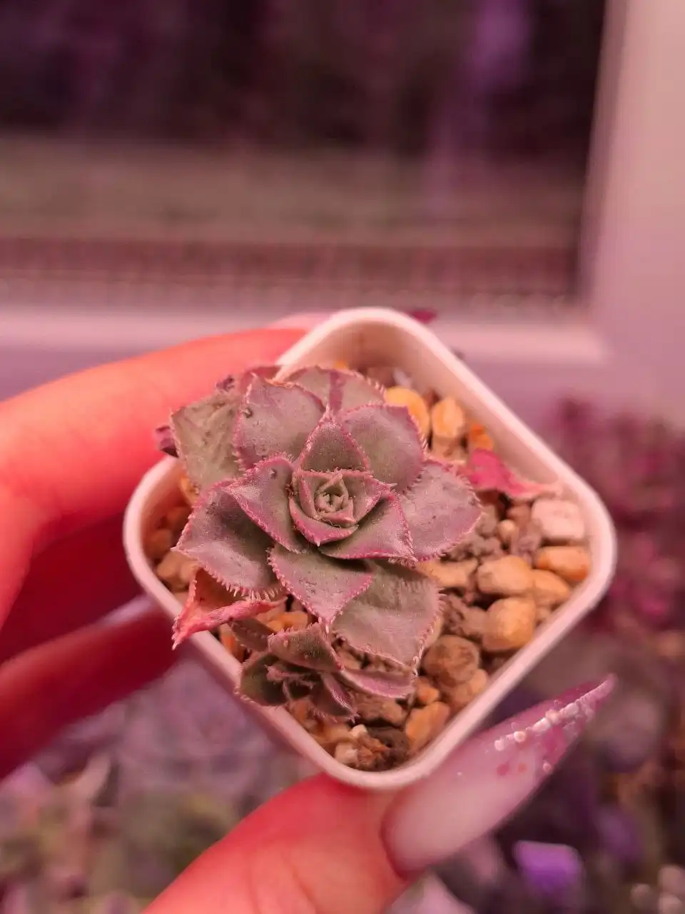 Продажа суккулентов и кактусов - Растения (Хобби и отдых) в Москва