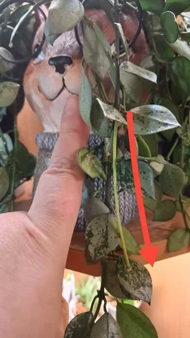 Обсуждение состояния цветоноса растения - Кондитерские инструменты в Москва