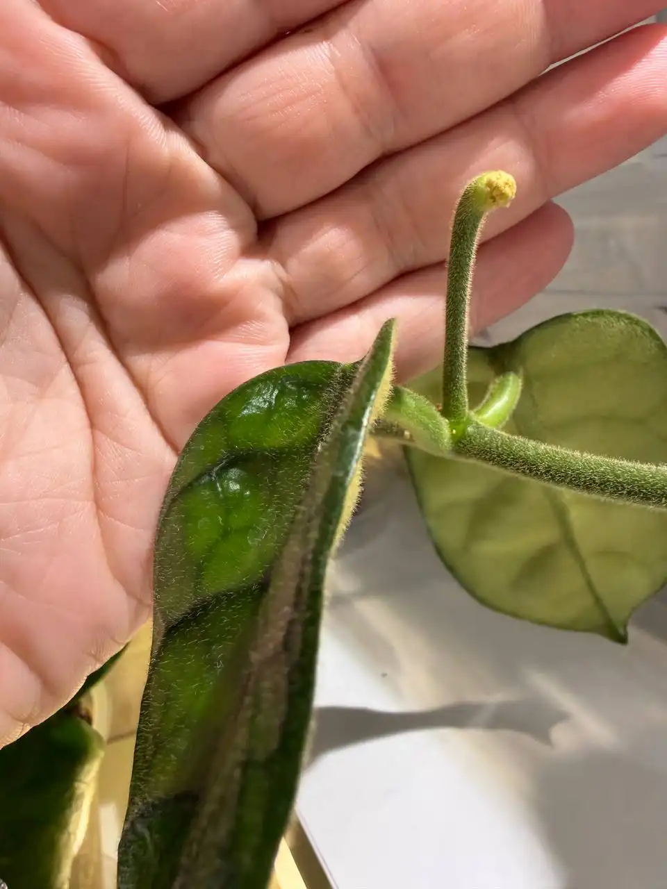 Обмен растений - Растения (Хобби и отдых) в Москва