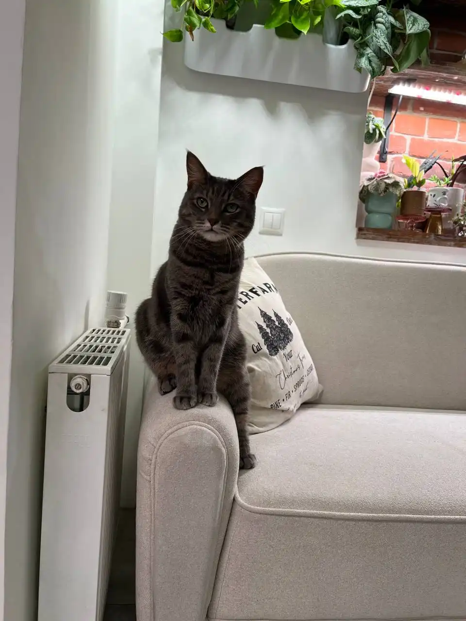 Обмен растениями в Москве - Хобби и отдых в Москва