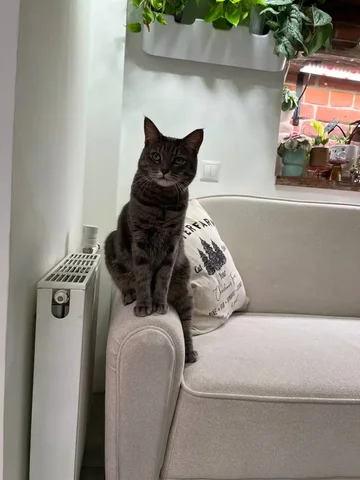 Обмен растениями в Москве - Кондитерские инструменты в Москва