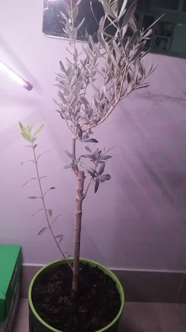 Обмен растениями - Кондитерские инструменты в Москва