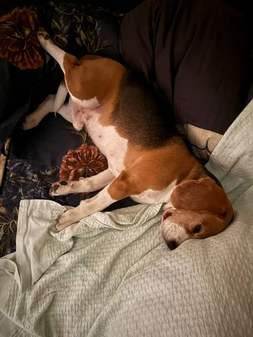 Продажа ножки для растения - Кондитерские инструменты в Москва