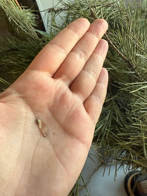 Обмен семенами хвойных растений - Кондитерские инструменты в Москва