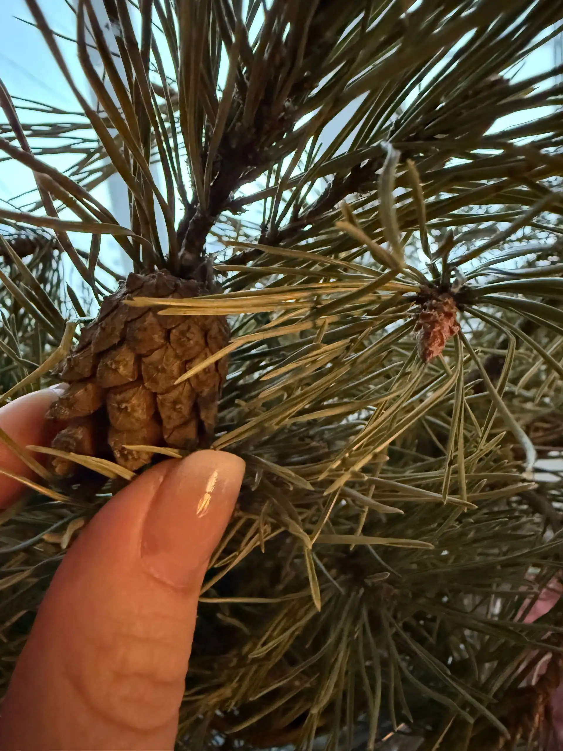 Обмен семенами хвойных растений - Растения (Хобби и отдых) в Москва