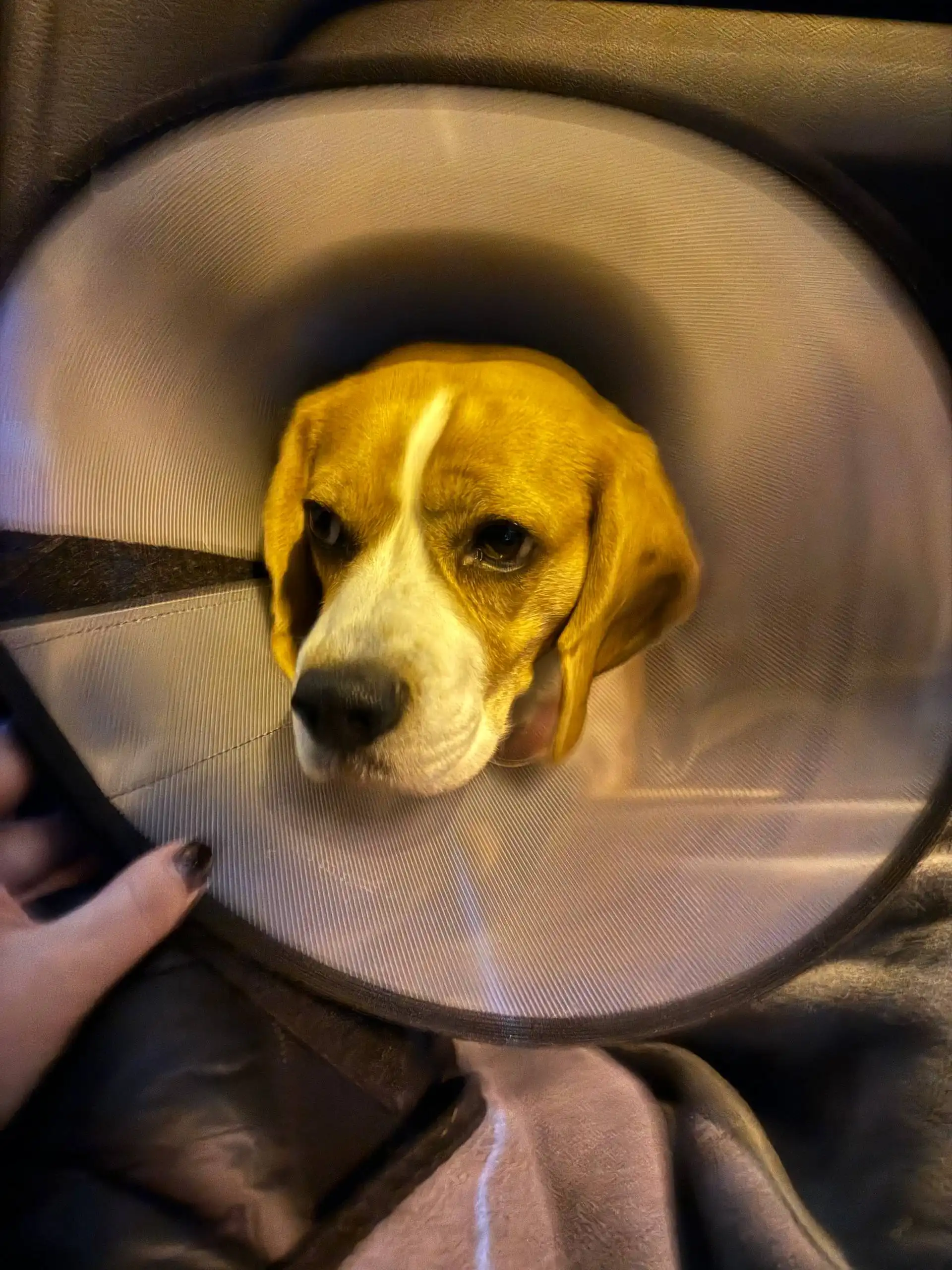 Щенок для усыновления - Собаки (Животные) в Москва