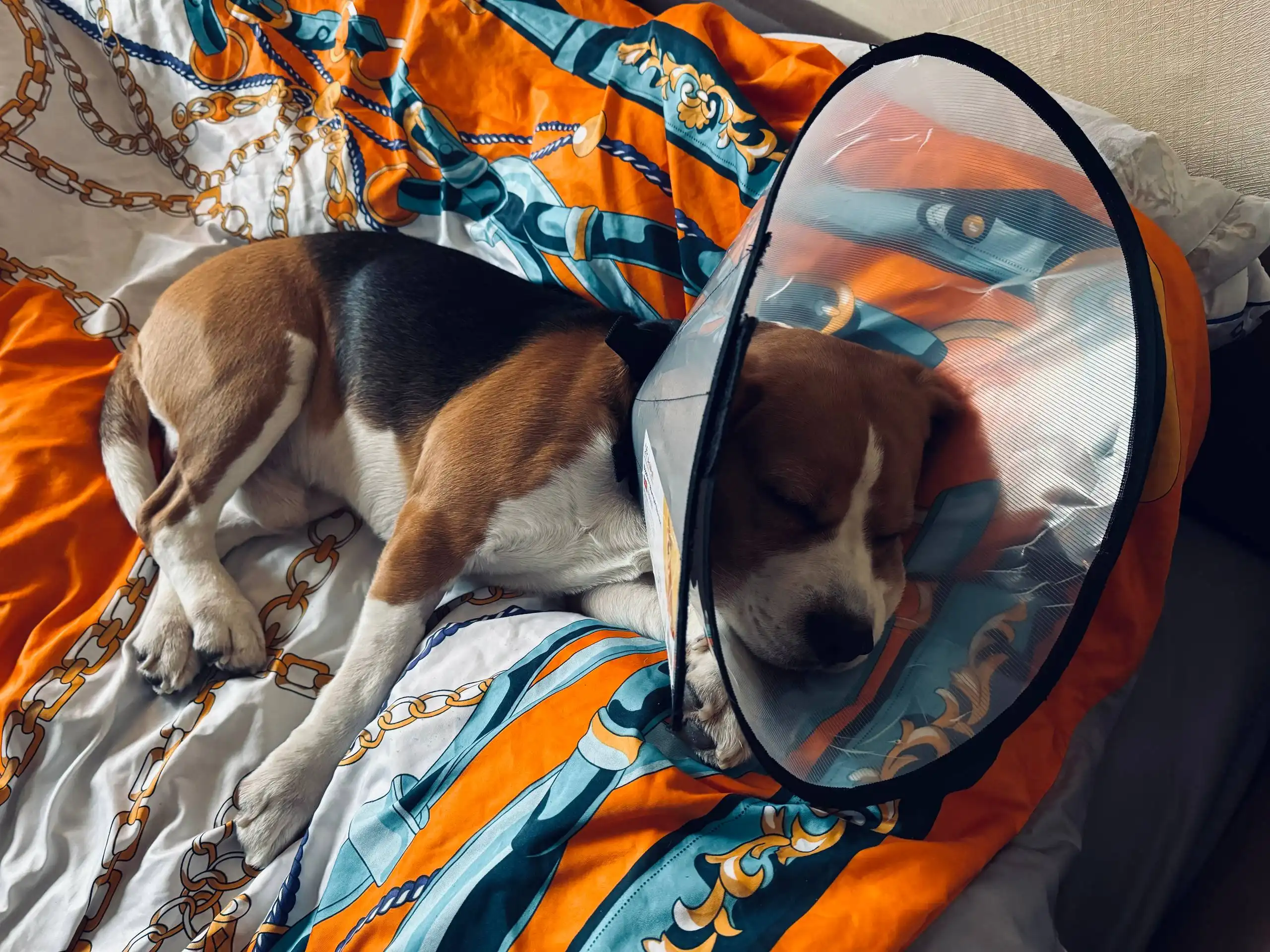 Щенок для усыновления - Собаки (Животные) в Москва