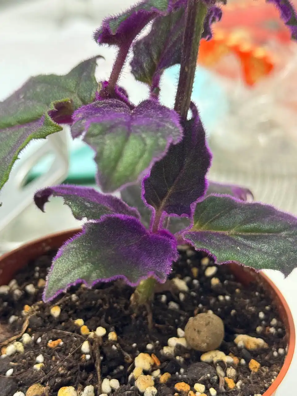 Продам растение для пересадки - Растения (Хобби и отдых) в Люберцы