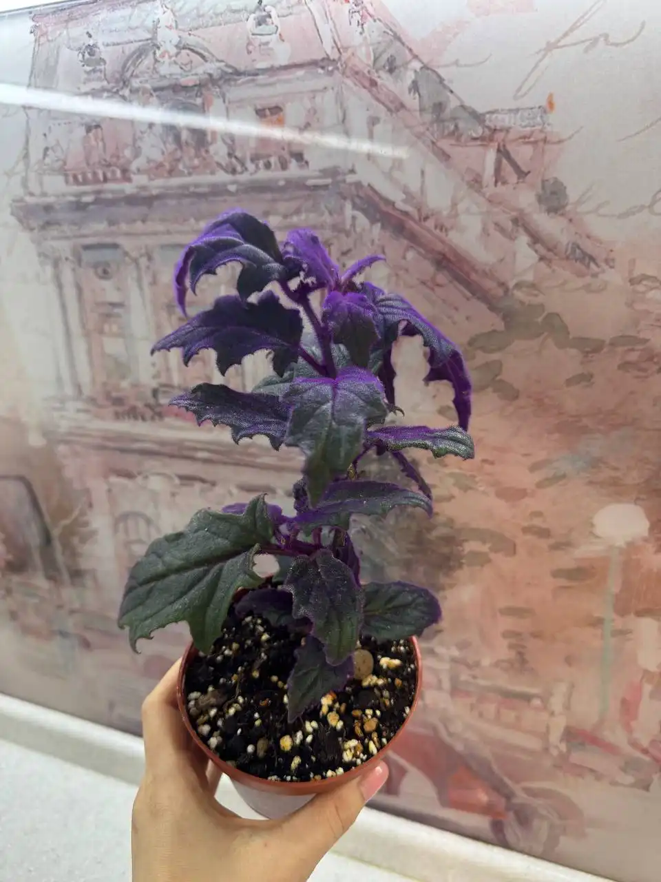 Продам растение для пересадки - Растения (Хобби и отдых) в Люберцы