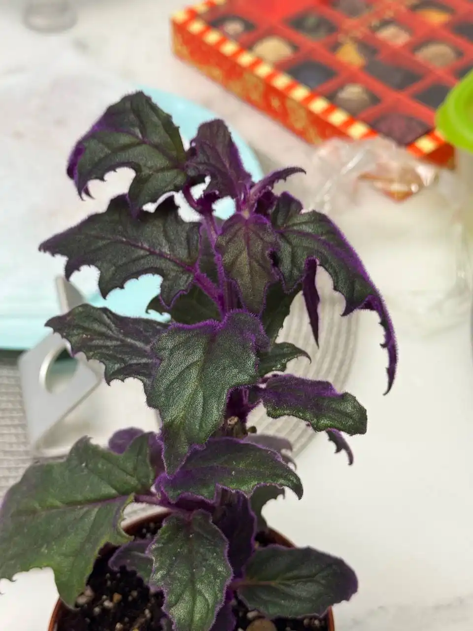 Продам растение для пересадки - Растения (Хобби и отдых) в Люберцы