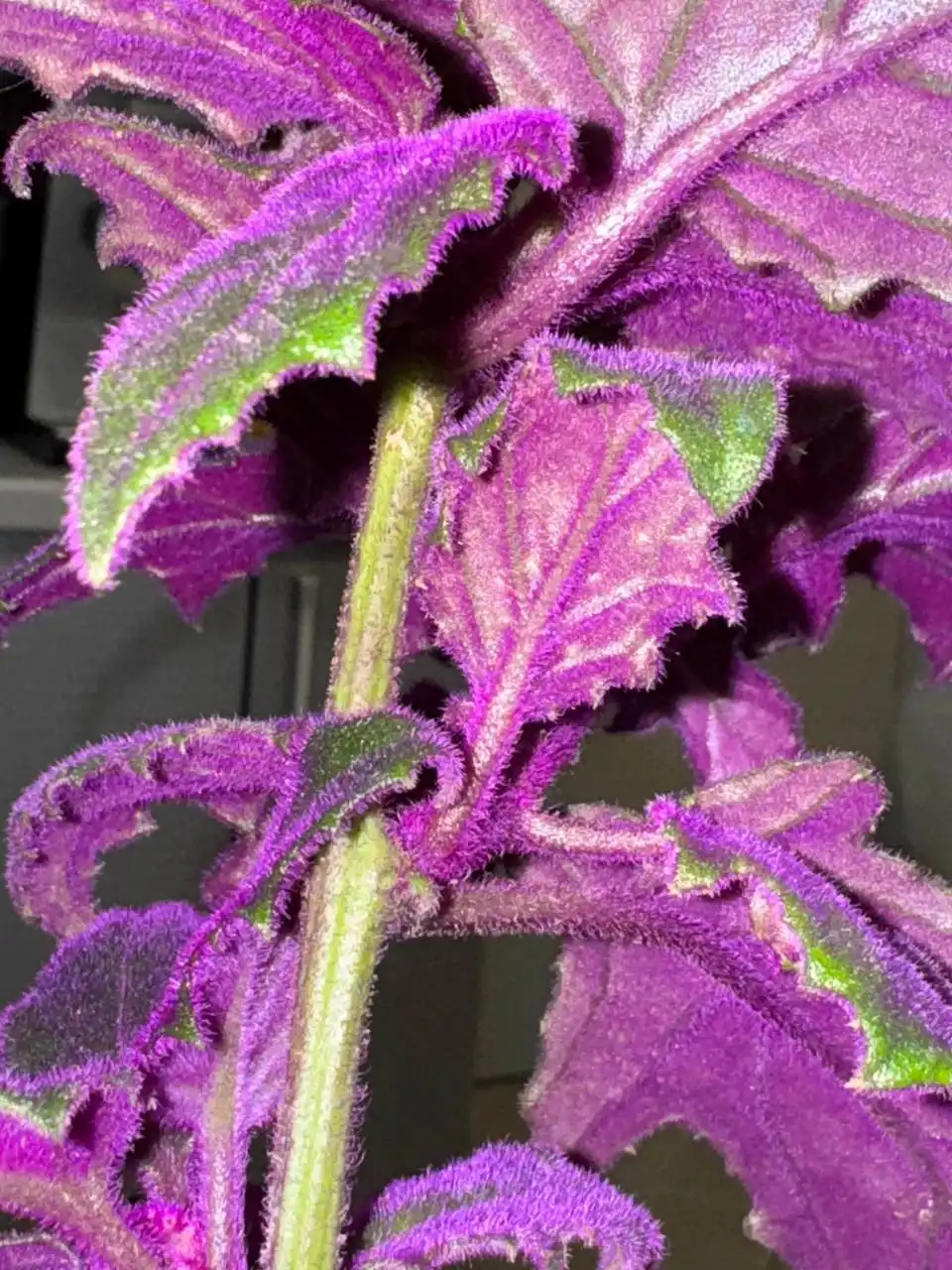 Продам растение для пересадки - Растения (Хобби и отдых) в Люберцы