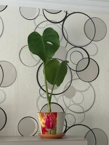 Монстера 500 без горшка - Музыкальные занятия/студии в Москва