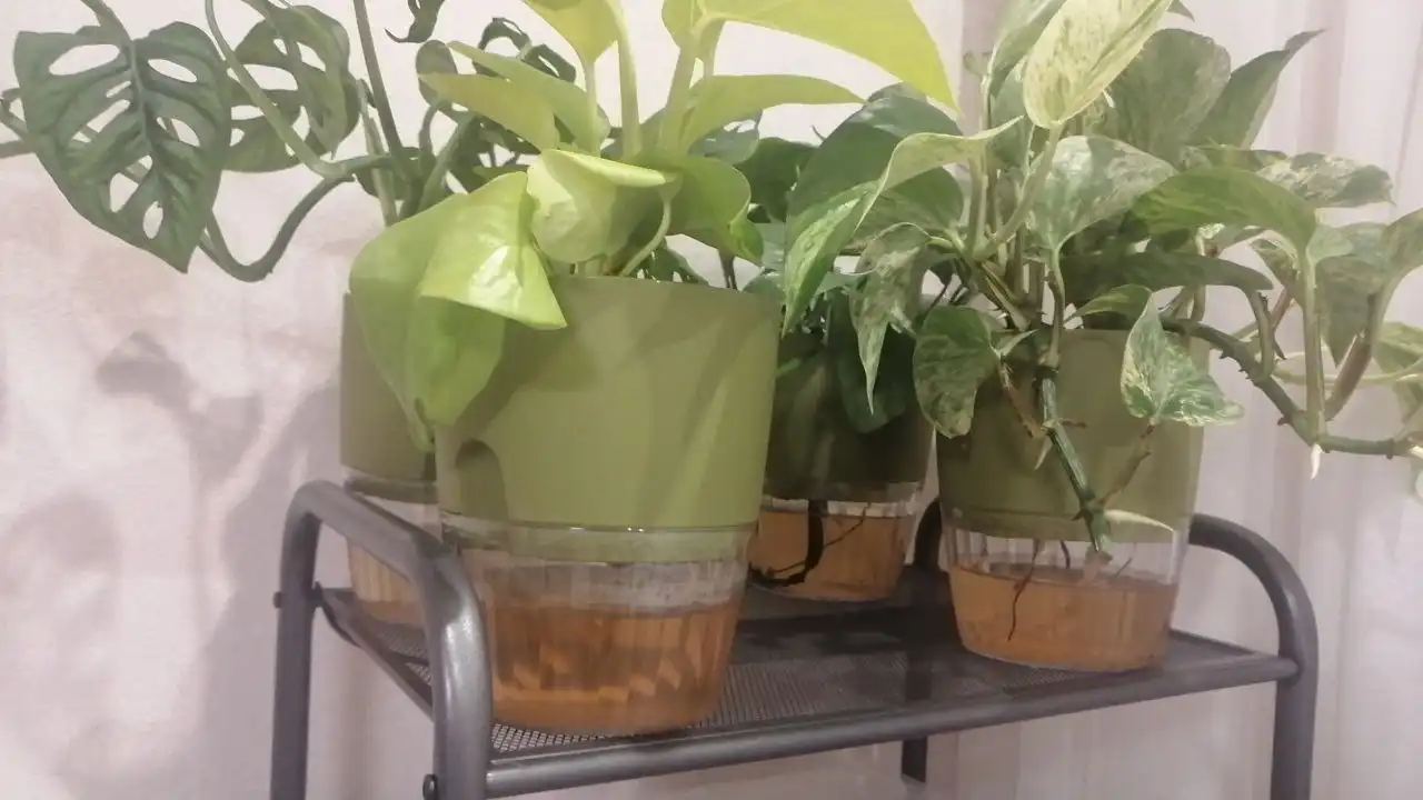 Обмен растений в Москве - Растения (Хобби и отдых) в Москва